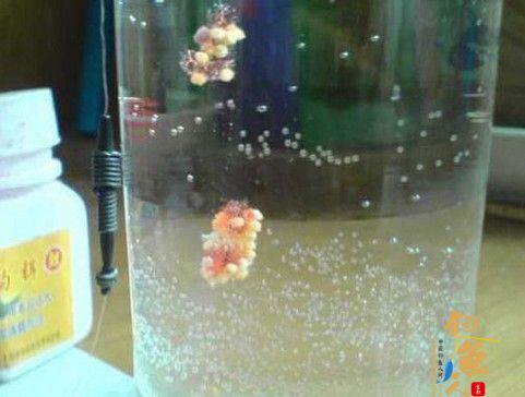 粉粘小米使用方法,解决小鱼闹窝又一方法