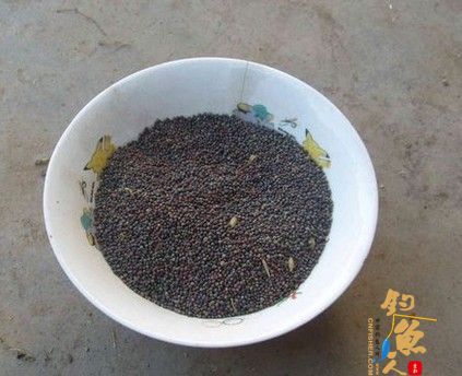 油菜籽钓草饵的制法方法