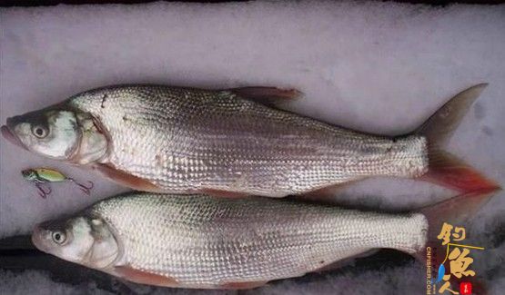 民间钓白条妙方