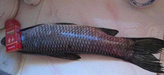 麝香蜂蜜玉米粒---鲤鱼、草鱼不可抗拒的诱惑