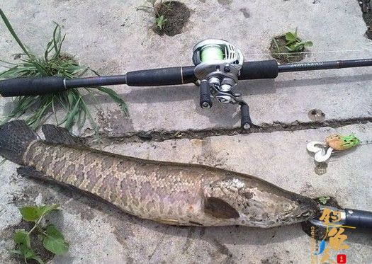 打黑之个人实战经验总结