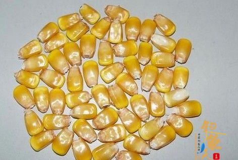 谈如何利用玉米粒钓鱼