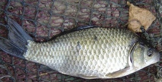 收集整理民间34种钓鲫鱼饵料配方