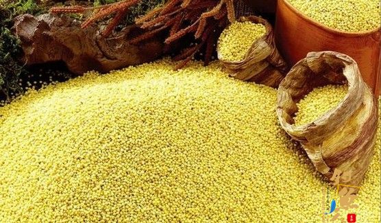 常用粮食类鱼饵小麦大米小米玉米等