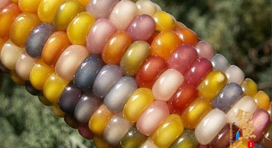 常用粮食类鱼饵小麦大米小米玉米等