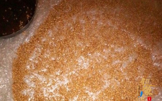 自制小药小麦饵料打窝料、仅供钓友参考，配图