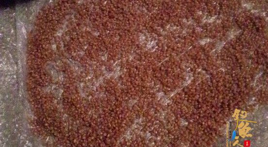 自制小药小麦饵料打窝料、仅供钓友参考，配图