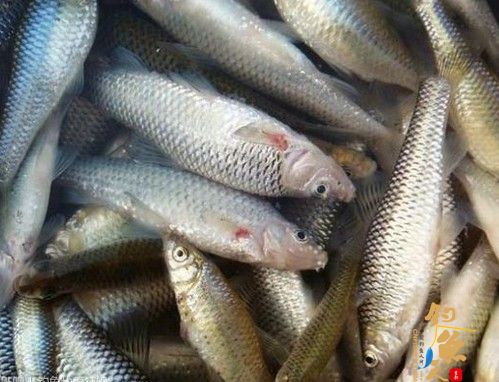 唱个反调 — 小鱼的疯狂，你无法喊停