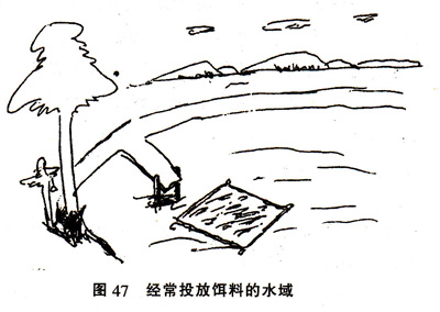 在池塘中钓鱼的14个好钓点推荐 配图