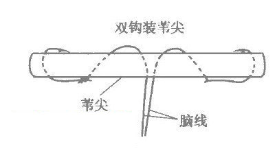 巧用苇尖钓草鱼