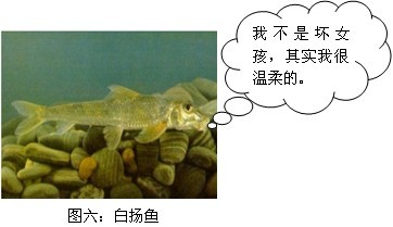 盘点经常闹窝的小鱼 配图 白扬鱼