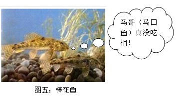 盘点经常闹窝的小鱼 配图 棒花鱼