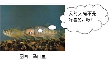 盘点经常闹窝的小鱼 配图 马口