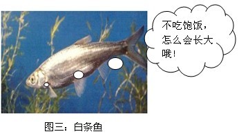 盘点经常闹窝的小鱼 配图 白条鱼