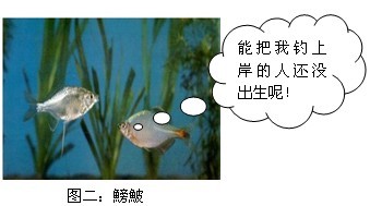 盘点经常闹窝的小鱼 配图 鰟鮍