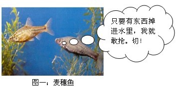 盘点经常闹窝的小鱼 配图 麦穗鱼