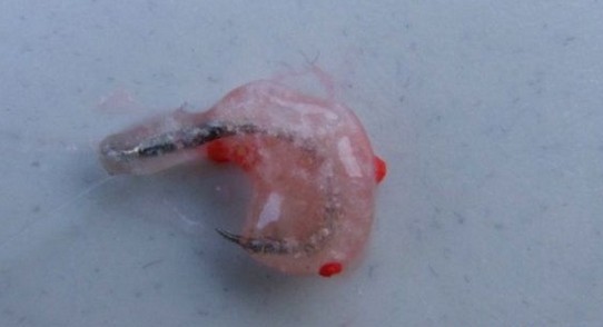 传统钓中一点红---蘸饵钓法