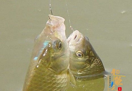 老鬼系列每款饵料的特性