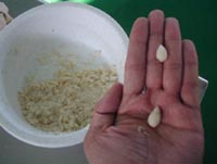 小麦蛋白饵的基本制作方法