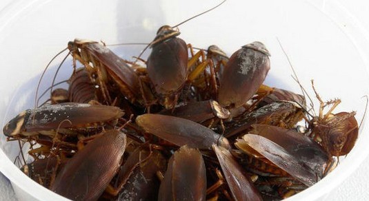 昆虫作饵好钓鱼，全是野钓利器