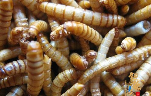 昆虫作饵好钓鱼，全是野钓利器