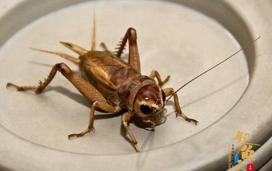 昆虫作饵好钓鱼，全是野钓利器