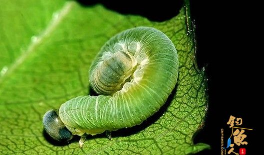 昆虫作饵好钓鱼，全是野钓利器