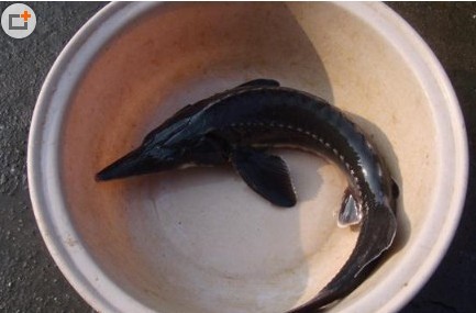 南京一市民在江边钓鱼 疑似钓到中华鲟