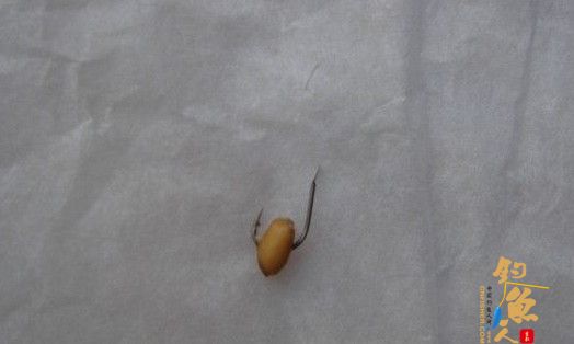 钓鲫鱼饵料 曲酒 蜂蜜 麦粒