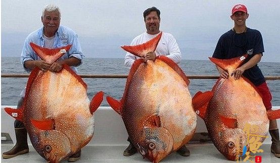 幸运垂钓者 一日内钓到三条罕见月鱼