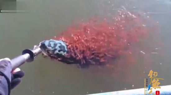 小蛇头鱼 母蛇头鱼 钓鱼者 将其放生