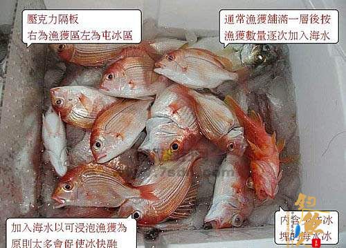 船钓深海鱼的正确保鲜方法