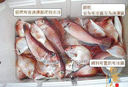 船钓深海鱼的正确保鲜方法