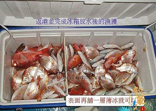 船钓深海鱼的正确保鲜方法