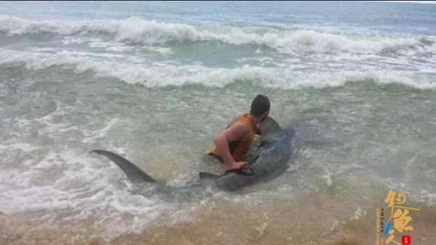 澳大利亚男子钓鱼意外钓到4米长虎鲨 放归大海