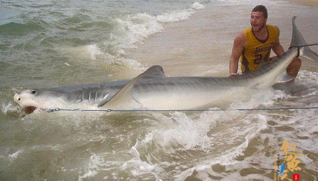 澳大利亚男子钓鱼意外钓到4米长虎鲨 放归大海