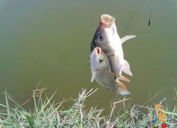 钓鱼绝技、钓鱼偏方,除非河里没鱼,转给喜欢钓鱼的朋友