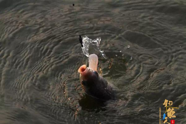 邓刚分享库钓鲤鱼技巧