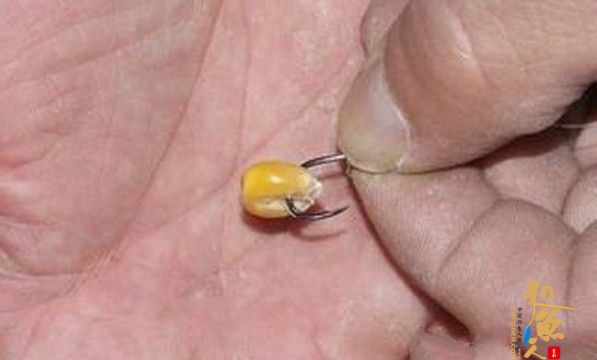 怎么用麦粒钓鱼,怎么用麦粒打窝和钓鱼? 嫩麦糕饵