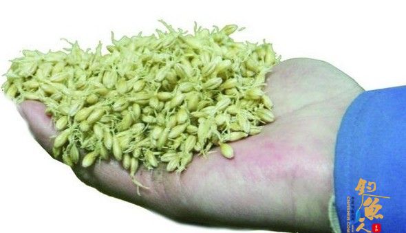 怎么用麦粒钓鱼,怎么用麦粒打窝和钓鱼? 发芽麦粒饵