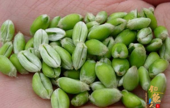 怎么用麦粒钓鱼,怎么用麦粒打窝和钓鱼? 新嫩 麦粒饵