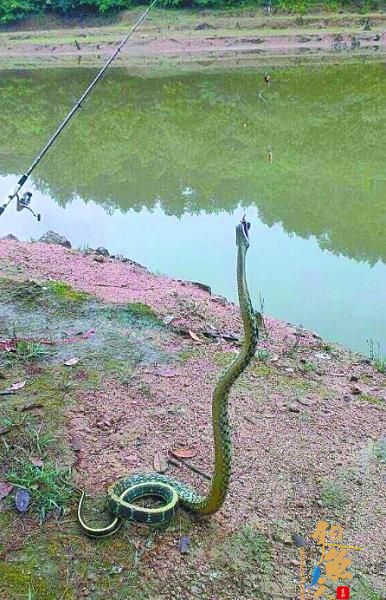 湖北武汉一钓鱼者从河塘钓起一条拳头大小粗水蛇 图