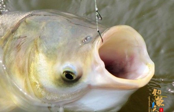 竿钩线漂饵配置--手竿垂钓鲢鳙鱼大全