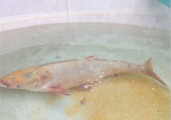 四川绵阳一水库捞起一尾重达68斤罕见金色花鲢 图 稀缺鱼类还是变异?