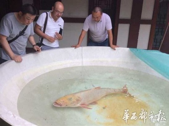 四川绵阳一水库捞起一尾重达68斤罕见金色花鲢 图 稀缺鱼类还是变异?