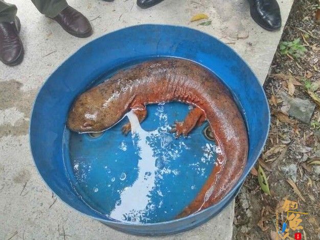 男子钓鱼捉到“四脚怪” 报警求助，鉴定后原来是条娃娃鱼