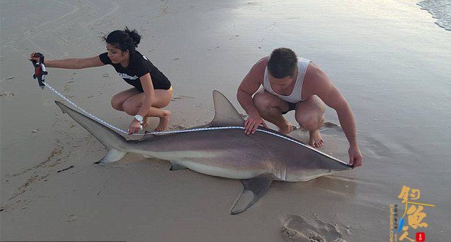 好运爆棚！澳19岁青年和女友女朋友在新南威尔士州北岸一周捕到3条巨鲨