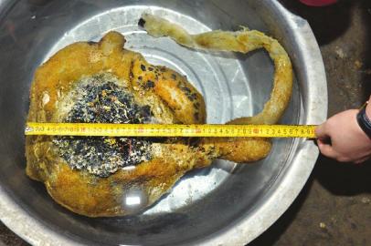 一男子沱江钓鱼时钓上一只“怪物”浑身软黏黏