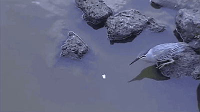聪明的鸟儿在水边利用面包屑做诱饵钓鱼 图
