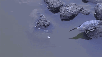 聪明的鸟儿在水边利用面包屑做诱饵钓鱼 图